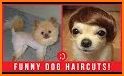 Funny Pet Haircut related image