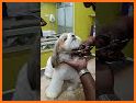 Hairstyle: pet care salon game related image
