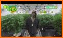 Wiz Khalifa's Weed Farm related image