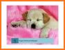 Cute Little Puppies Wallpapers related image