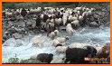 Crowd Sheep related image