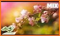 Word Serenity - Calm & Relaxing Brain Puzzle Games related image