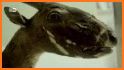 Saola related image