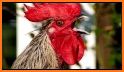 Rooster Ringtones related image