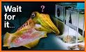 Cuttlefish related image