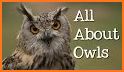 Wild Owl Bird Family Survival related image