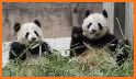 Pandamonium- Action Game (Cute Giant Panda Bears) related image