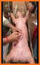 Pig Surgery related image