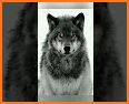 Lone wolf wallpaper 4D parallax wallpaper free related image