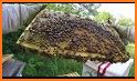 Beekeeping related image