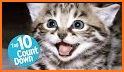 Cats Quiz - Guess Photos of All Popular Cat Breeds related image