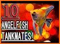 Angel Fish related image