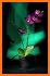 Dark Flower - Flower for Background related image