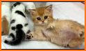 Rescue Kitten 2020 -Save Cat related image