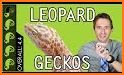 LEOPARD GECKO CARE 101 related image