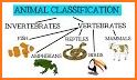 Animals quiz: Mammals, Reptiles, Birds, Fishes related image