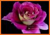 beautiful flowers & Rose gif related image