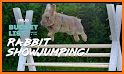 Jumping Rabit Master related image