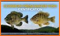 Fish Identification - Fish Id related image