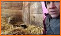 Piggy Rescue related image