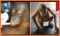 Happy Orangutan - palm oil related image
