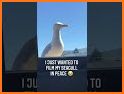 Seagulls Can't Fly? related image