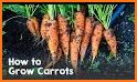 Carrot related image