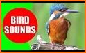 Animal & Bird Real Sounds related image