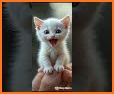 Adorable Animals Watch Face related image