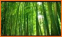 Bamboo Forest Live Wallpaper related image
