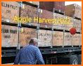 Apple Harvest related image