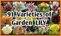 Lily - Plant Identification related image