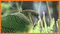 Birds of New Guinea related image