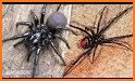 Especies de arañas related image