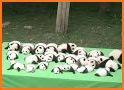 Newborn Baby Panda Care Nursery Daycare related image