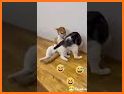CocoFun - Funny Video, Viral Meme & Hilarious Gif related image