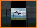 High Jump Wolf related image