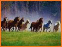 Wallpaper Wild Horse Beautiful related image