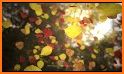 Autumn Leaves Live Wallpaper related image
