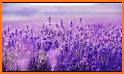 Beautiful Purple Butterfly Flower Theme 2019 related image