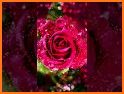 Flowers Bouquet Glitter HD and Roses Photos Gif 3D related image
