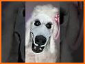 Pet Makeup Master related image