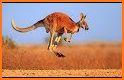 Kangaroo related image