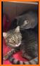 MoiYa - Chat & Live related image