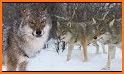 Wolf Pack related image