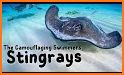 Stingrays related image
