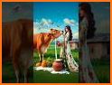Rich Cow related image