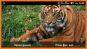 Moving Tiger Live Wallpaper related image