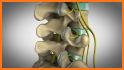 Chiro Master 3D related image