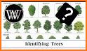 Tree Identification related image